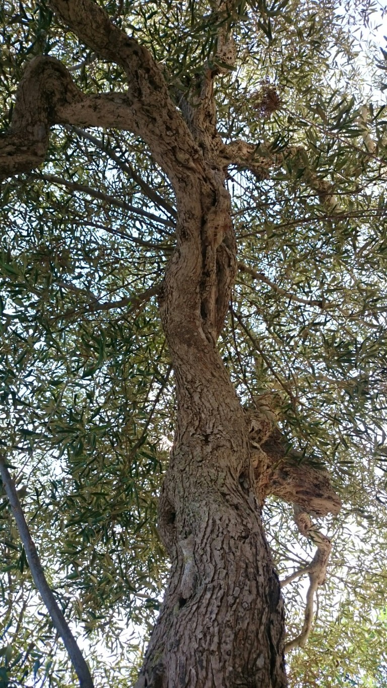 wp-1441223484900 image