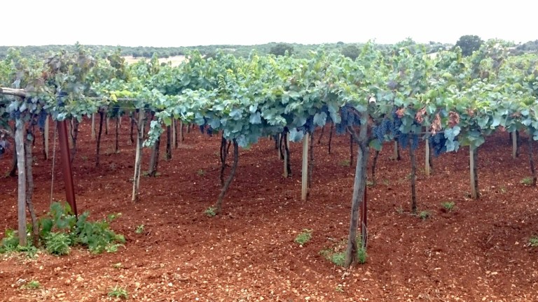 wp-1441815778715 image